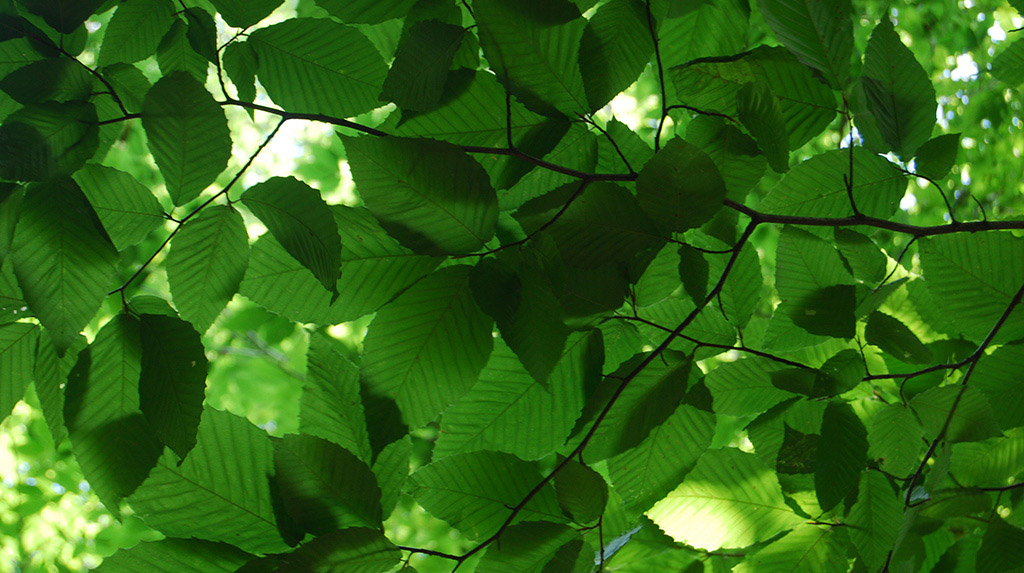 Hêtre à grandes feuilles